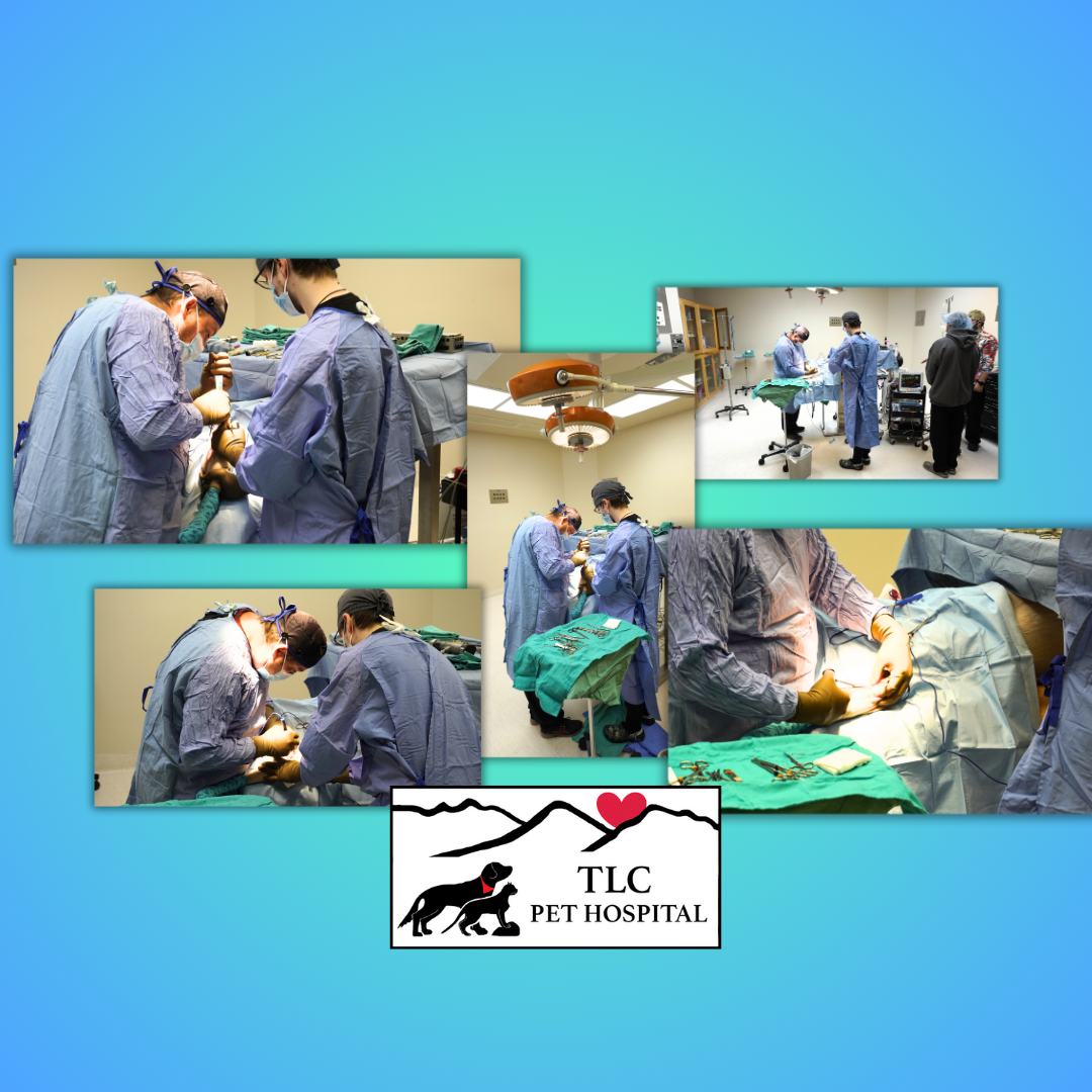 In Surgery with TLC Pet Hospital